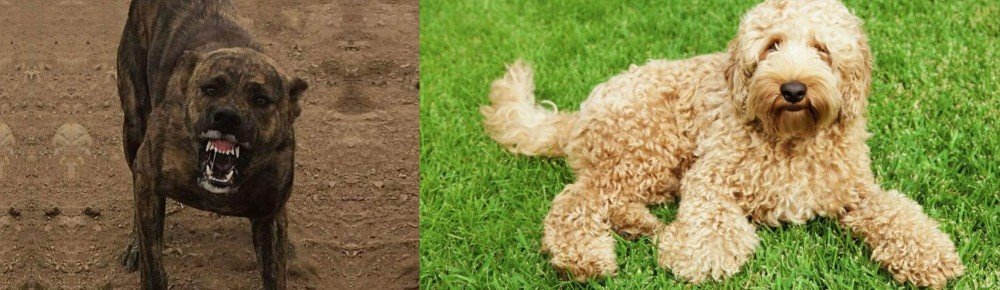 Labradoodle vs Dogo Sardesco - Breed Comparison
