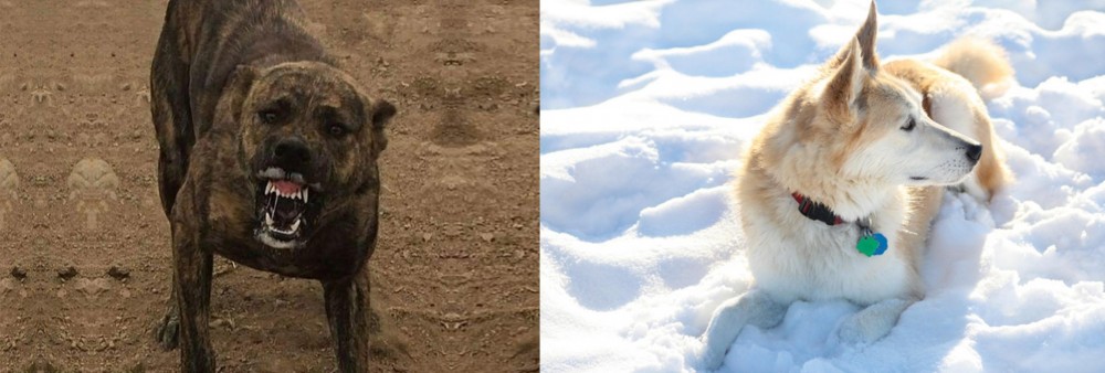 Labrador Husky vs Dogo Sardesco - Breed Comparison