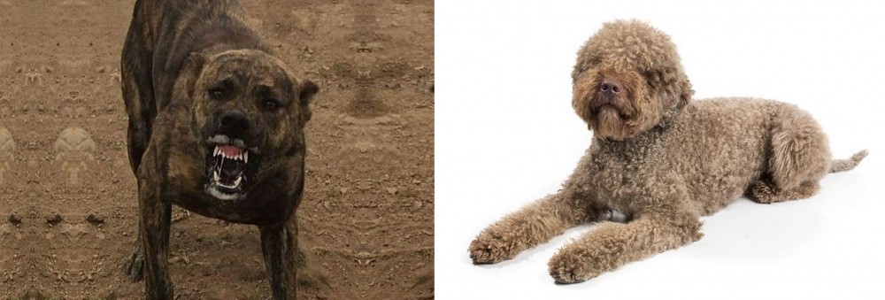 Lagotto Romagnolo vs Dogo Sardesco - Breed Comparison