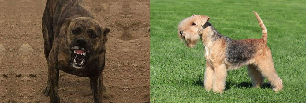 Lakeland Terrier vs Dogo Sardesco - Breed Comparison
