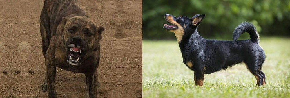 Lancashire Heeler vs Dogo Sardesco - Breed Comparison