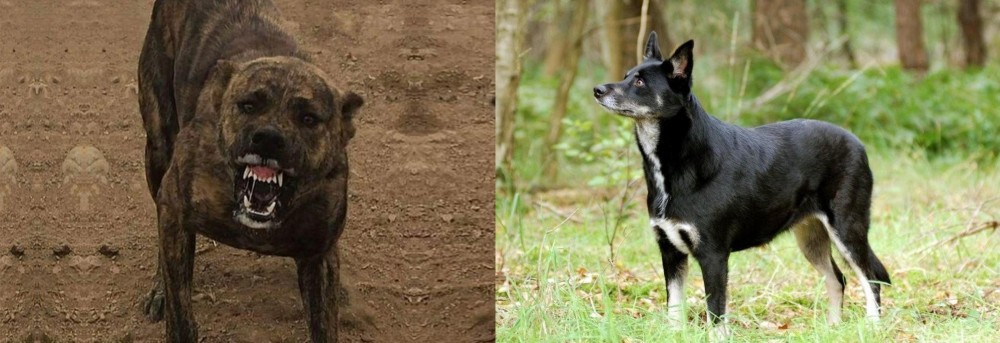 Lapponian Herder vs Dogo Sardesco - Breed Comparison