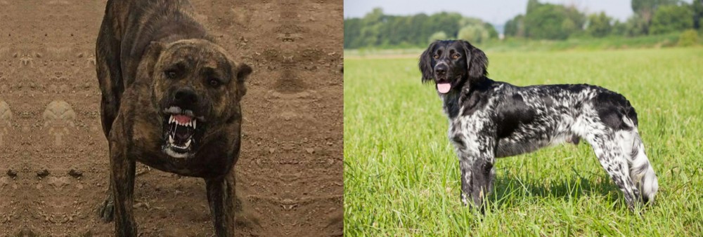 Large Munsterlander vs Dogo Sardesco - Breed Comparison
