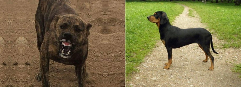 Latvian Hound vs Dogo Sardesco - Breed Comparison