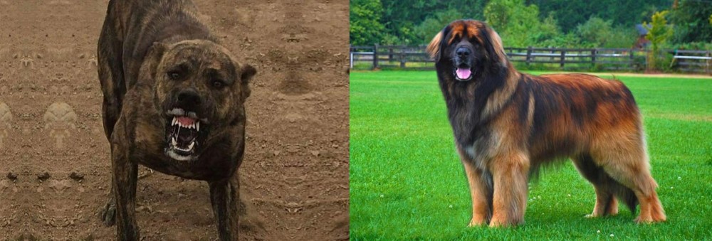 Leonberger vs Dogo Sardesco - Breed Comparison