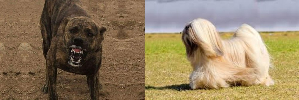 Lhasa Apso vs Dogo Sardesco - Breed Comparison