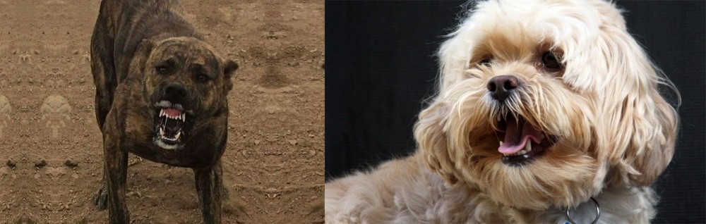 Lhasapoo vs Dogo Sardesco - Breed Comparison