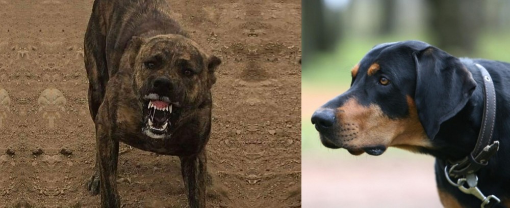 Lithuanian Hound vs Dogo Sardesco - Breed Comparison