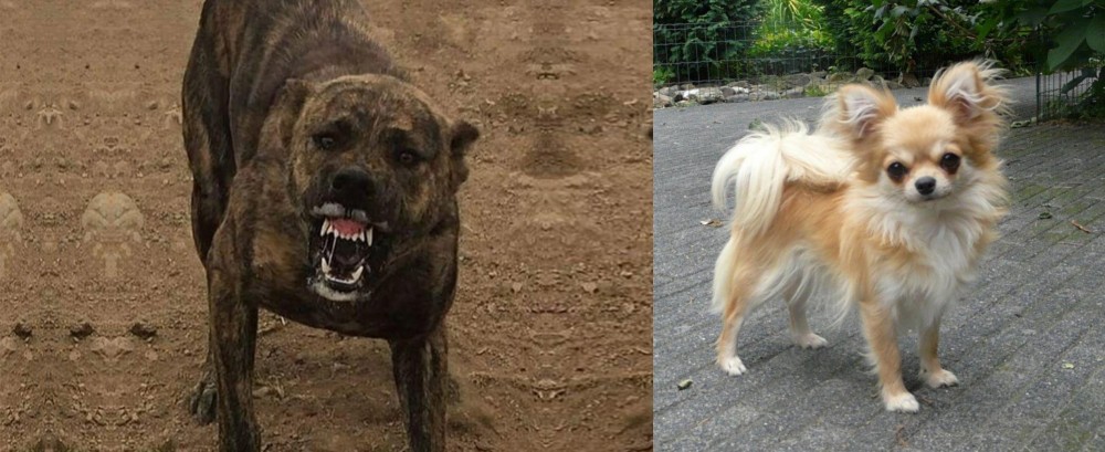 Long Haired Chihuahua vs Dogo Sardesco - Breed Comparison
