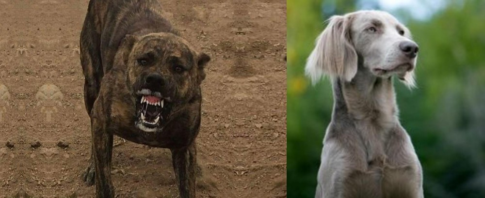 Longhaired Weimaraner vs Dogo Sardesco - Breed Comparison