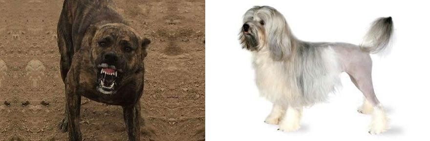 Lowchen vs Dogo Sardesco - Breed Comparison