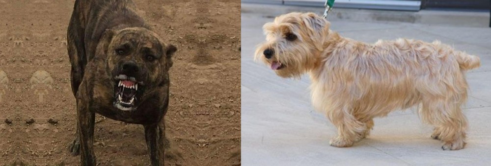 Lucas Terrier vs Dogo Sardesco - Breed Comparison