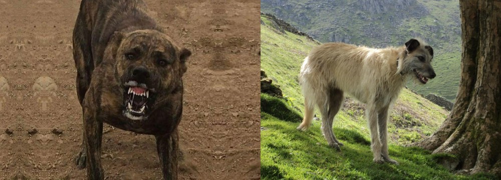 Lurcher vs Dogo Sardesco - Breed Comparison