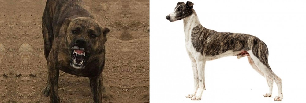 Magyar Agar vs Dogo Sardesco - Breed Comparison