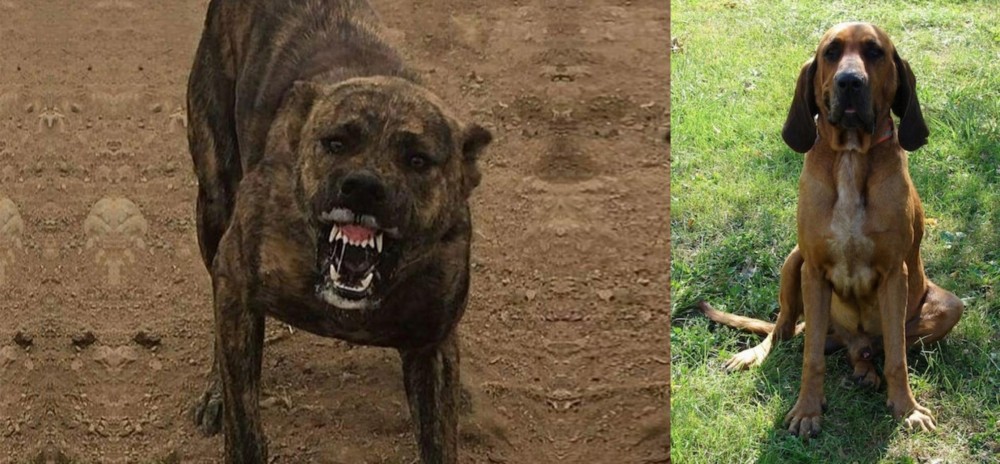 Majestic Tree Hound vs Dogo Sardesco - Breed Comparison