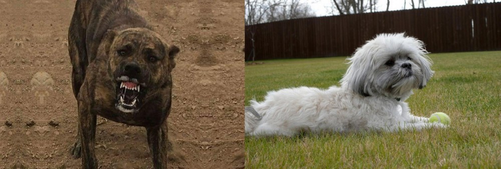 Mal-Shi vs Dogo Sardesco - Breed Comparison