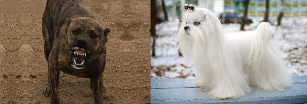 Maltese vs Dogo Sardesco - Breed Comparison