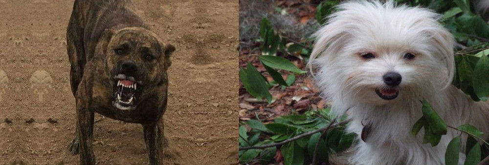 Malti-Pom vs Dogo Sardesco - Breed Comparison