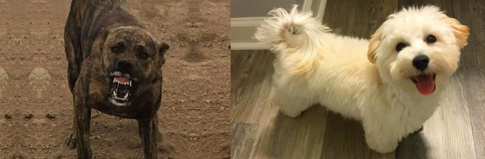 Maltipoo vs Dogo Sardesco - Breed Comparison