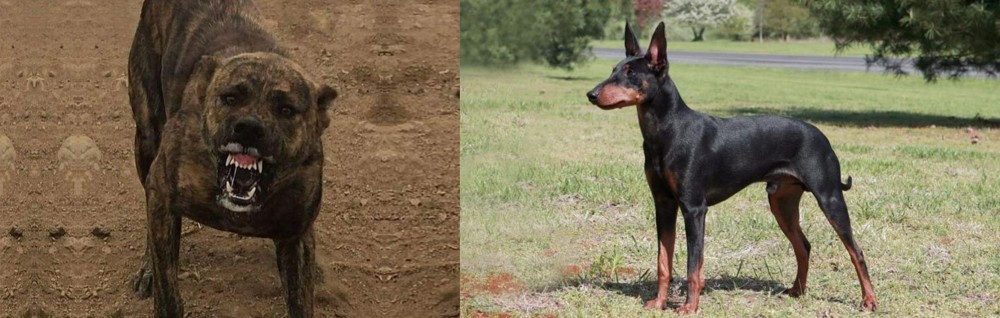Manchester Terrier vs Dogo Sardesco - Breed Comparison