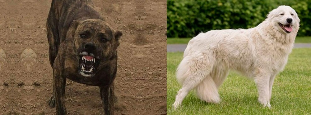 Maremma Sheepdog vs Dogo Sardesco - Breed Comparison