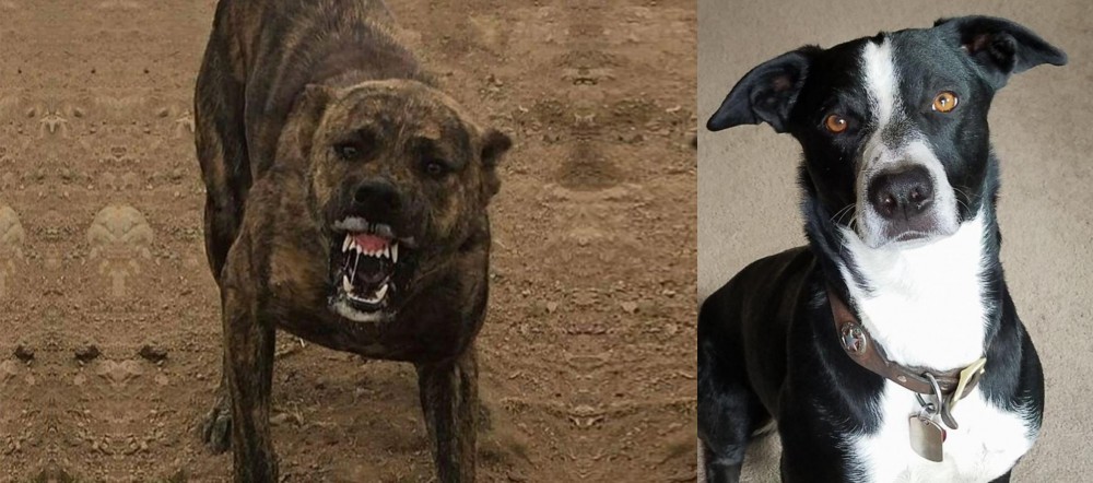 McNab vs Dogo Sardesco - Breed Comparison