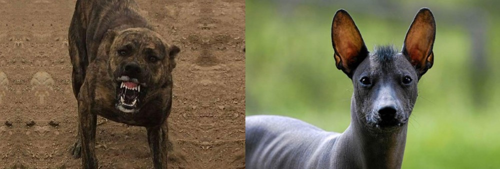 Mexican Hairless vs Dogo Sardesco - Breed Comparison