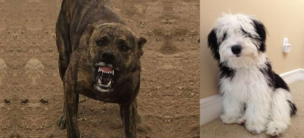 Mini Sheepadoodles vs Dogo Sardesco - Breed Comparison