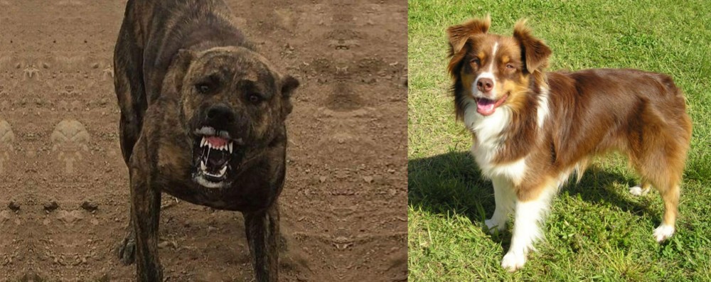 Miniature Australian Shepherd vs Dogo Sardesco - Breed Comparison