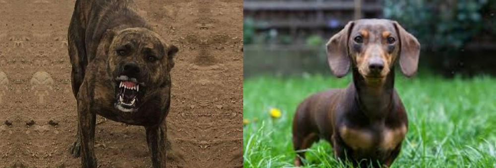 Miniature Dachshund vs Dogo Sardesco - Breed Comparison