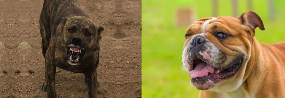 Miniature English Bulldog vs Dogo Sardesco - Breed Comparison