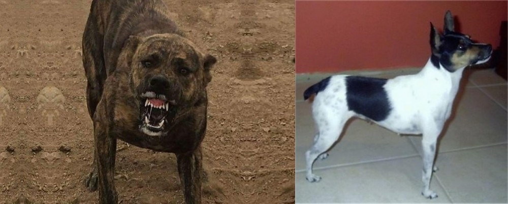 Miniature Fox Terrier vs Dogo Sardesco - Breed Comparison
