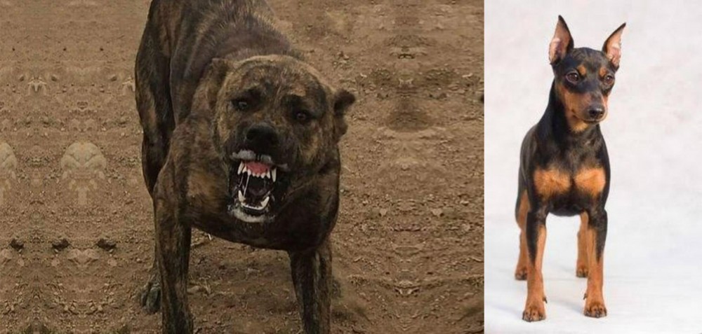 Miniature Pinscher vs Dogo Sardesco - Breed Comparison