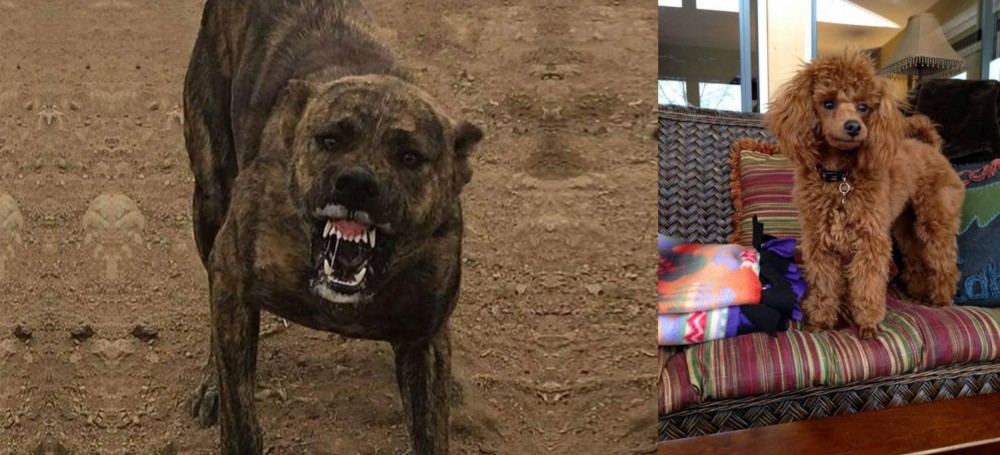 Miniature Poodle vs Dogo Sardesco - Breed Comparison