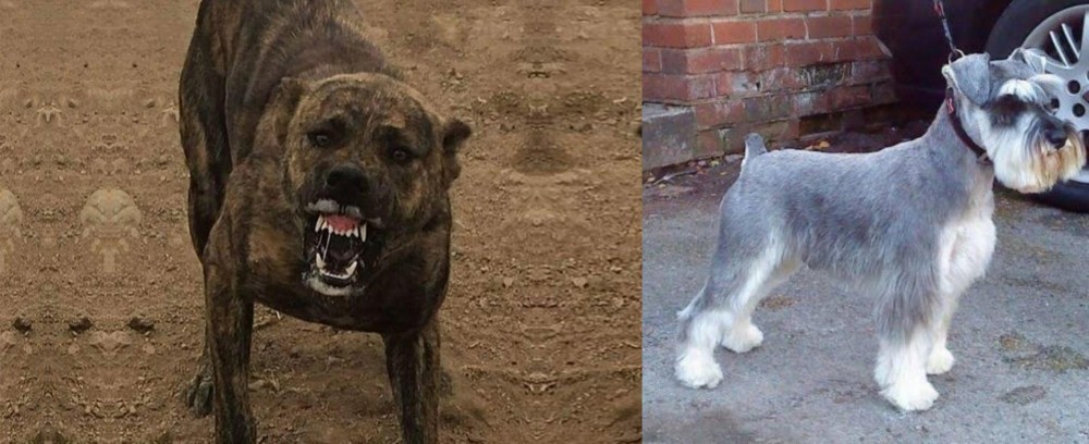 Miniature Schnauzer vs Dogo Sardesco - Breed Comparison