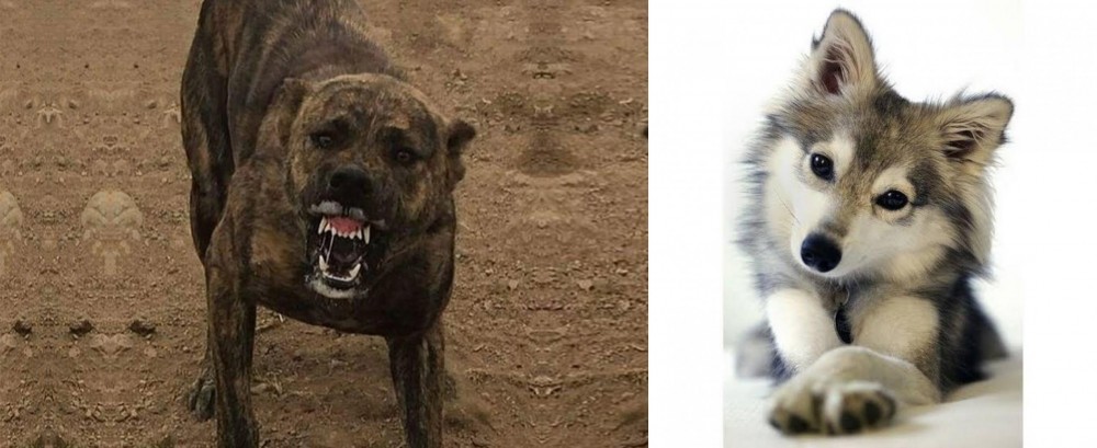 Miniature Siberian Husky vs Dogo Sardesco - Breed Comparison