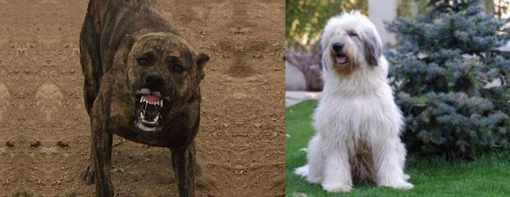 Mioritic Sheepdog vs Dogo Sardesco - Breed Comparison