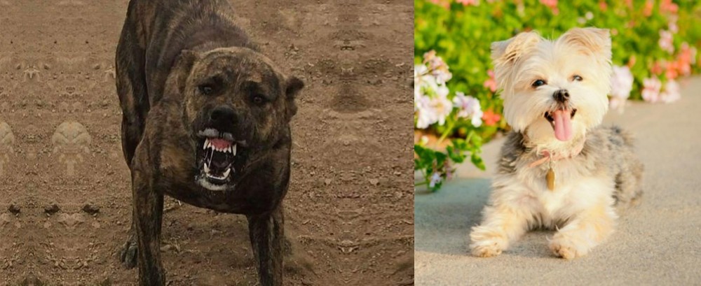 Morkie vs Dogo Sardesco - Breed Comparison