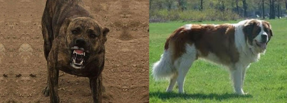 Moscow Watchdog vs Dogo Sardesco - Breed Comparison