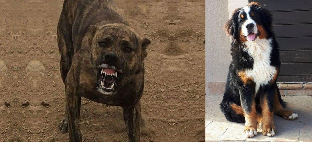 Mountain Burmese vs Dogo Sardesco - Breed Comparison