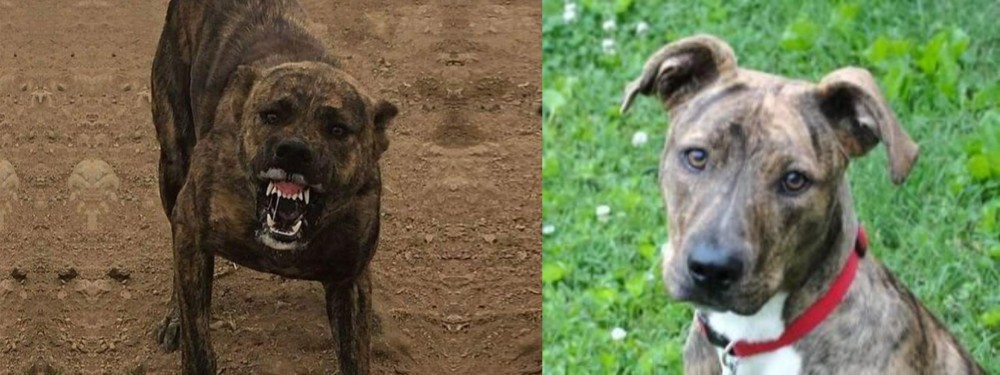Mountain Cur vs Dogo Sardesco - Breed Comparison