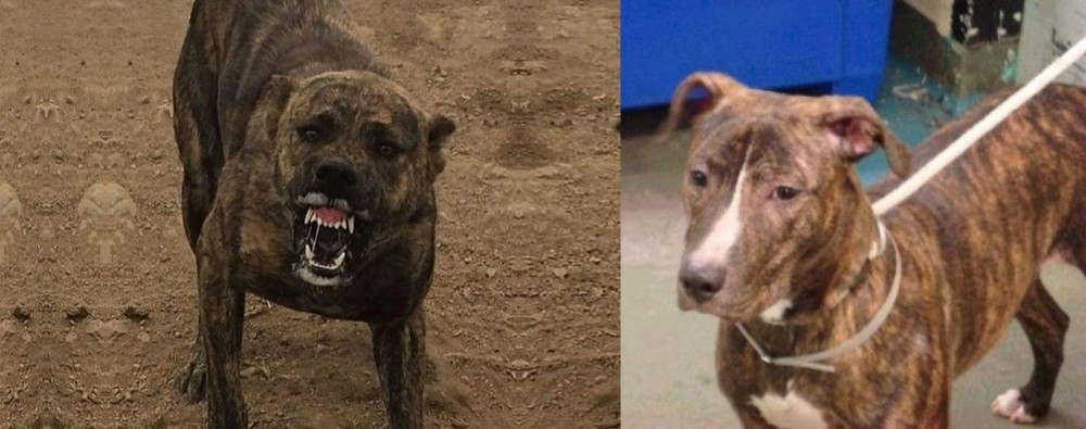 Mountain View Cur vs Dogo Sardesco - Breed Comparison