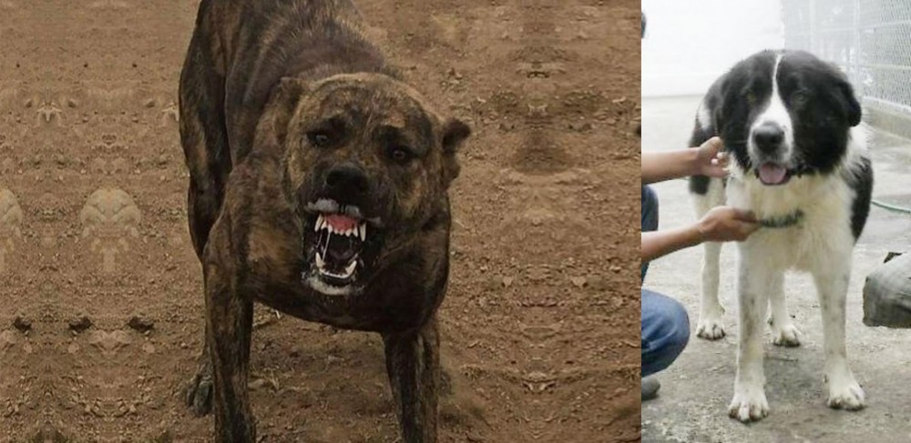 Mucuchies vs Dogo Sardesco - Breed Comparison