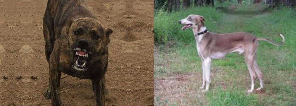 Mudhol Hound vs Dogo Sardesco - Breed Comparison