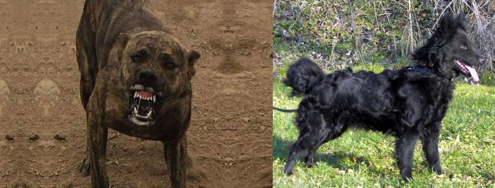 Mudi vs Dogo Sardesco - Breed Comparison