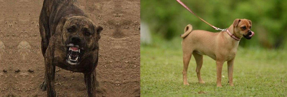Muggin vs Dogo Sardesco - Breed Comparison