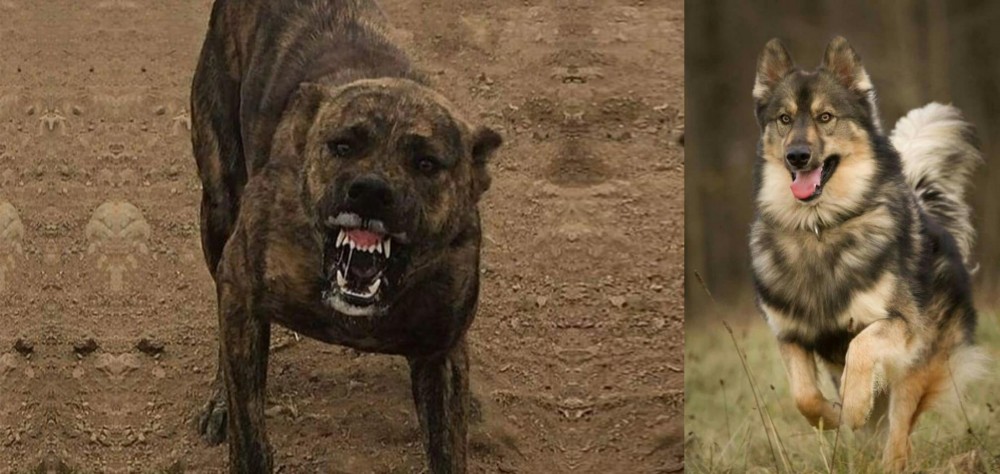 Native American Indian Dog vs Dogo Sardesco - Breed Comparison
