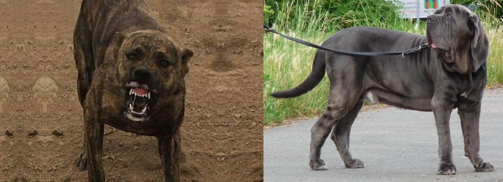 Neapolitan Mastiff vs Dogo Sardesco - Breed Comparison