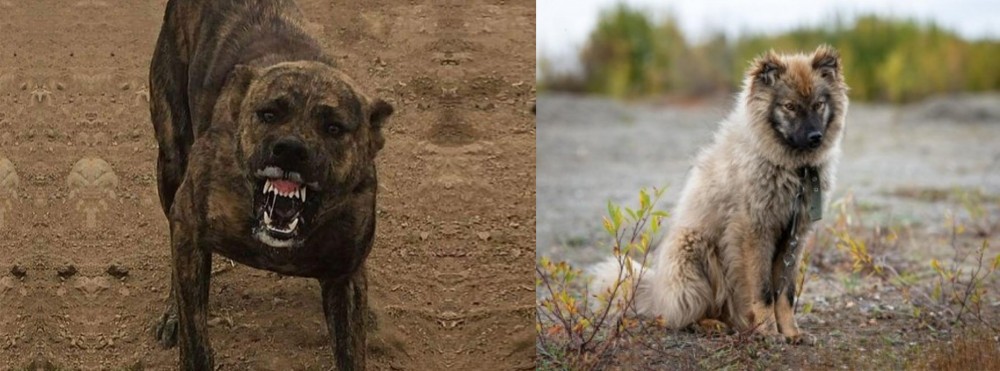 Nenets Herding Laika vs Dogo Sardesco - Breed Comparison