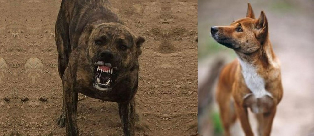 New Guinea Singing Dog vs Dogo Sardesco - Breed Comparison